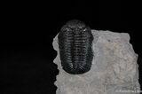 Inch Prone Silica Eldredgeops Trilobite #488-5